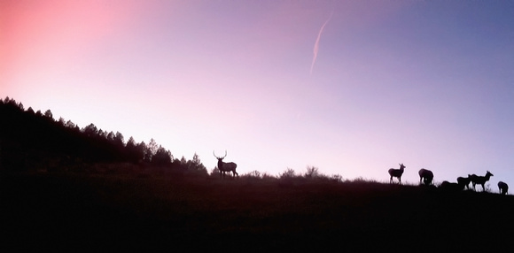 Elk and Sky