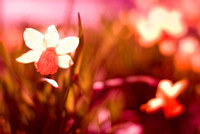 Spring Pink Flower