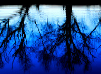 The Water Trees
